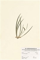 藏品(石菖蒲)的圖片